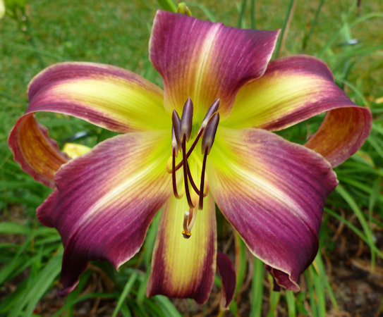 Photo of PURPLE MOUNTAIN WINDSONG